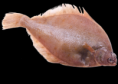 Schar